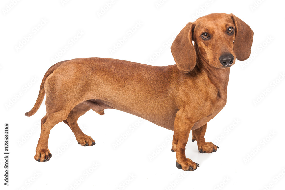 Dachshund Dog isolated over white background