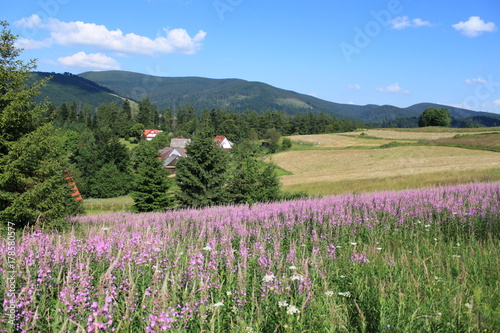 Fototapeta Naklejka Na Ścianę i Meble -  Pink flowers growing in Beskidy Mountains in Poland