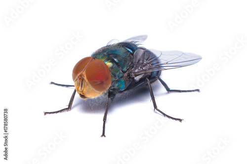 The close up photo of blow fly isolated on white background © phichak