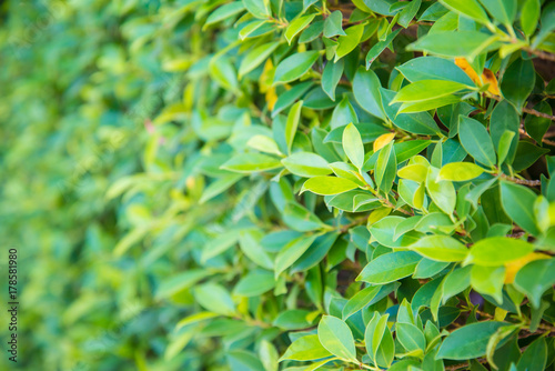 Zoom shot of green trees