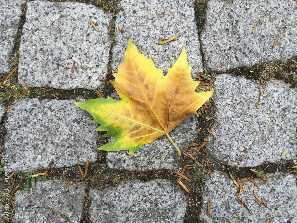 Dry leaf lying on the ground in autumn Dry leaf lying on the ground in autumn