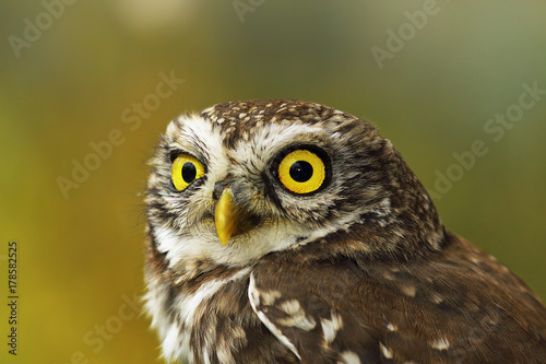 portrait of cute little owl with bokeh