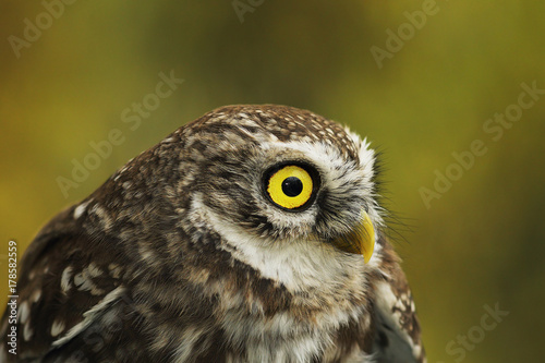 portrait of cute little owl
