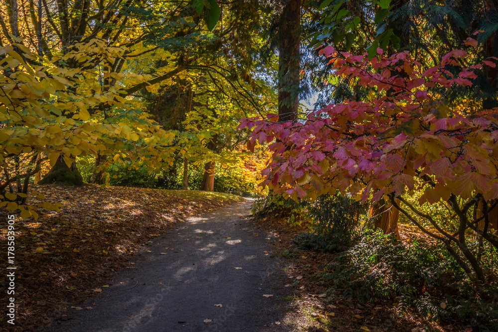 Autumn Colors in trees at  the Seattle Arboretum