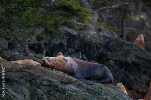Robbe, Seelöwe liegt auf felsen an der klippe und relaxed oder schläft. Aufgenommen auf Vancouver Island