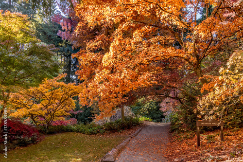 Japanese Maple Trees in the Seattle Arboretum