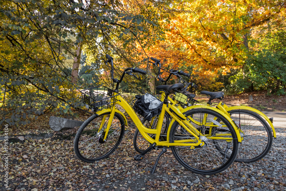 Rental Bicycles at the Seattle Arboretum