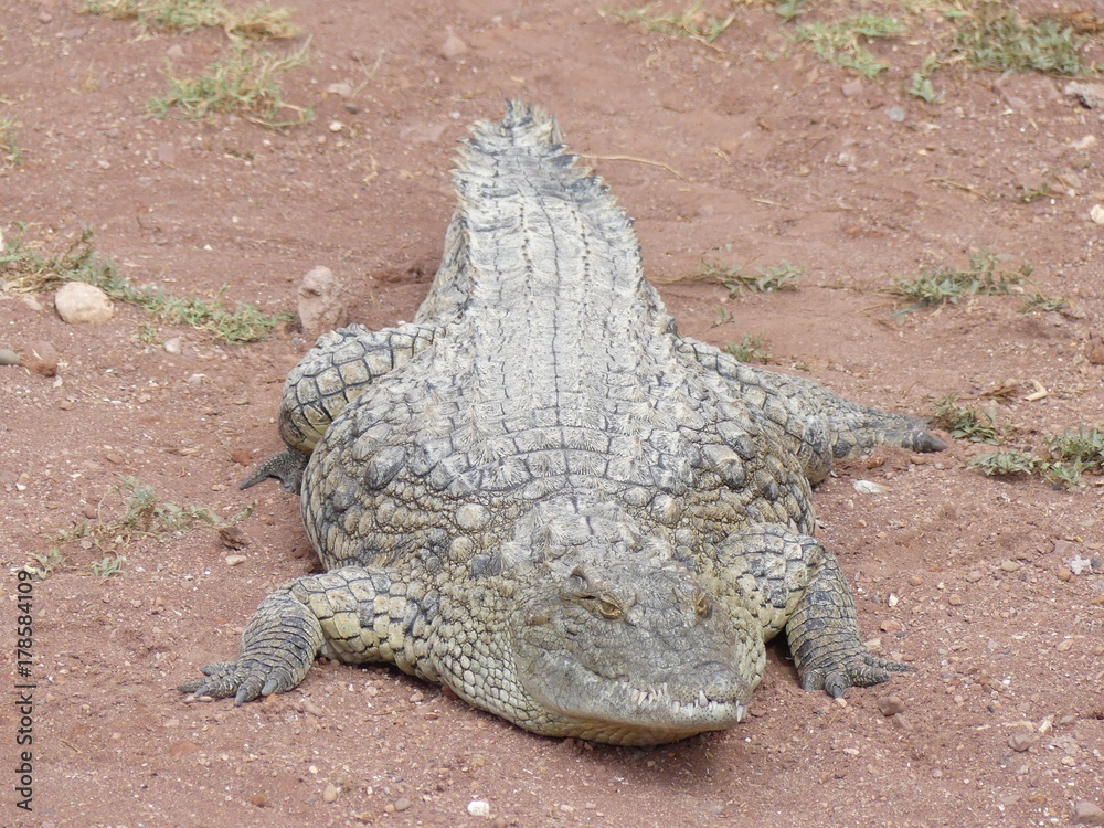 Fototapeta premium Crocodiles du Nil au Maroc