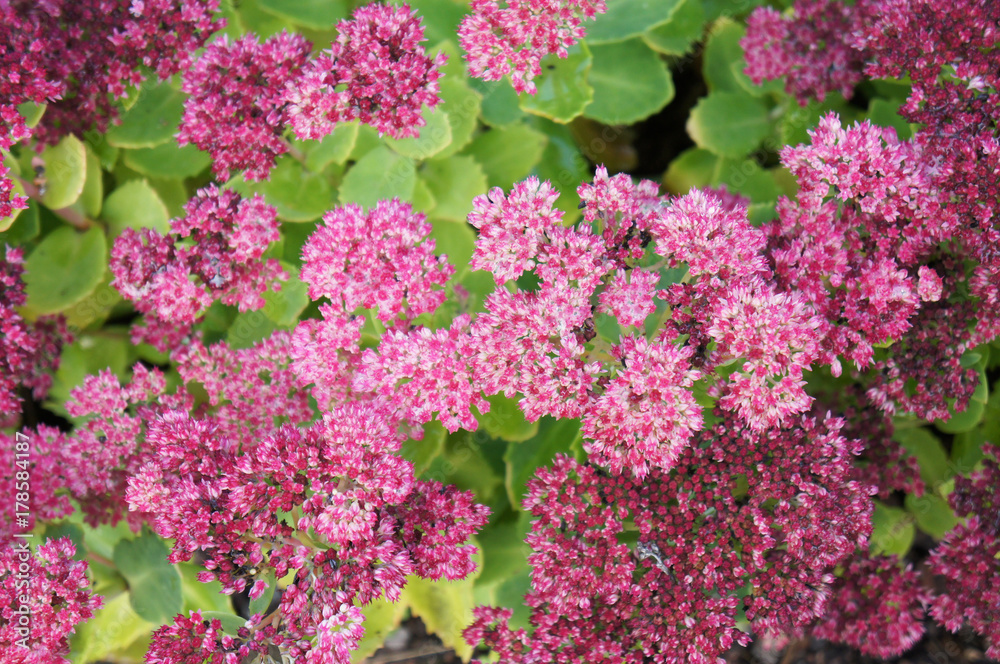 Sedum spectabile brilliant many red plant with green Sedum spectabile brilliant many red plant with green