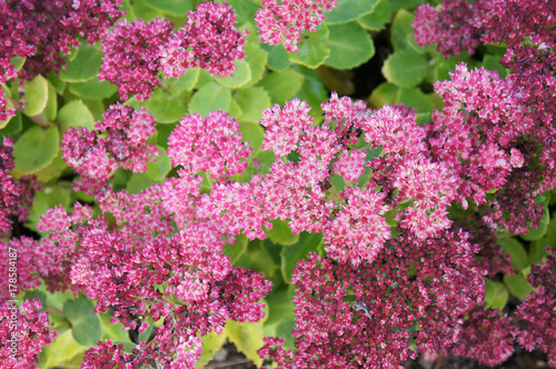 Sedum spectabile brilliant many red plant with green