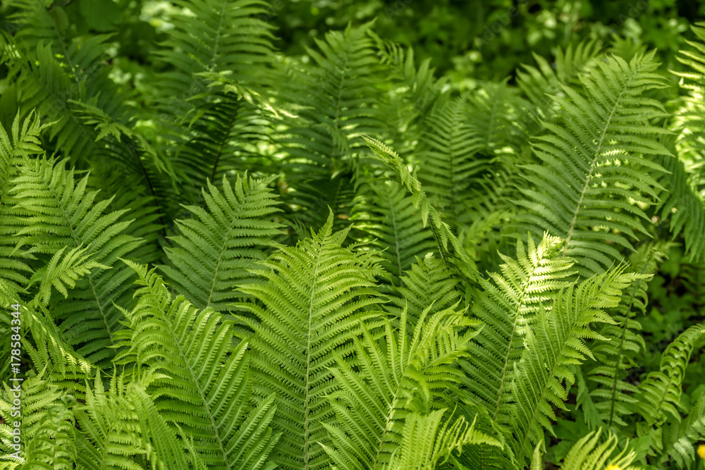 Ferns growing in the woods