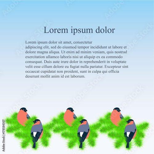 Background with colorful bullfinches on pine green branch bellow on blue, Lorem ipsum stock vector illustration