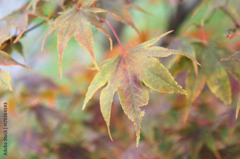 Acer palmatum or japanese maple tree or smooth japanese-maple green and brown foliage Acer palmatum or japanese maple tree or smooth japanese-maple green and brown foliage