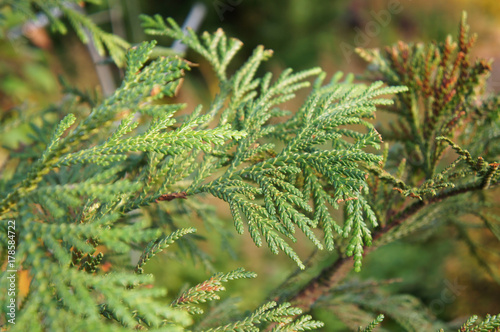 Thujopsis dolabrata or hiba arborvitae thuja green plant photo