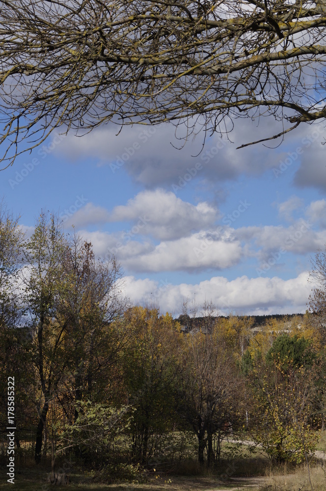 Fototapeta premium Park