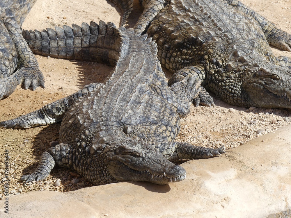 Fototapeta premium Crocodiles du Nil au Maroc