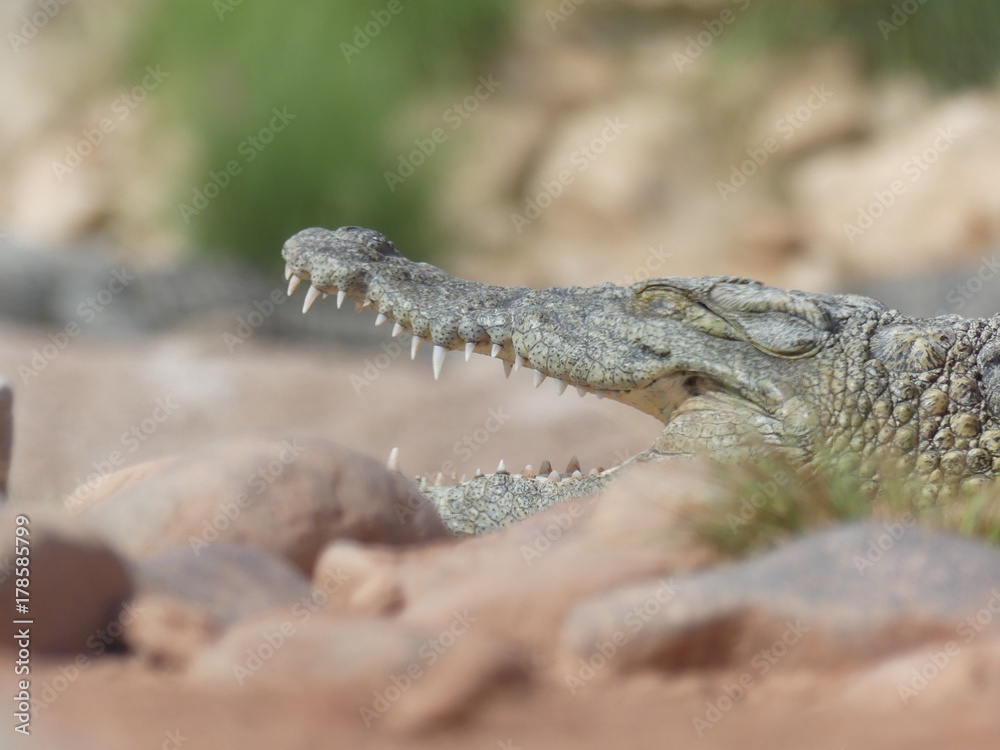 Fototapeta premium Crocodiles du Nil au Maroc