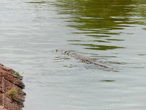 Crocodiles du Nil au Maroc © andr