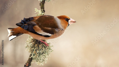 Bild auf Leinwand hawfinch (Coccothraustes coccothraustes) sitting on a beautiful stick with moss