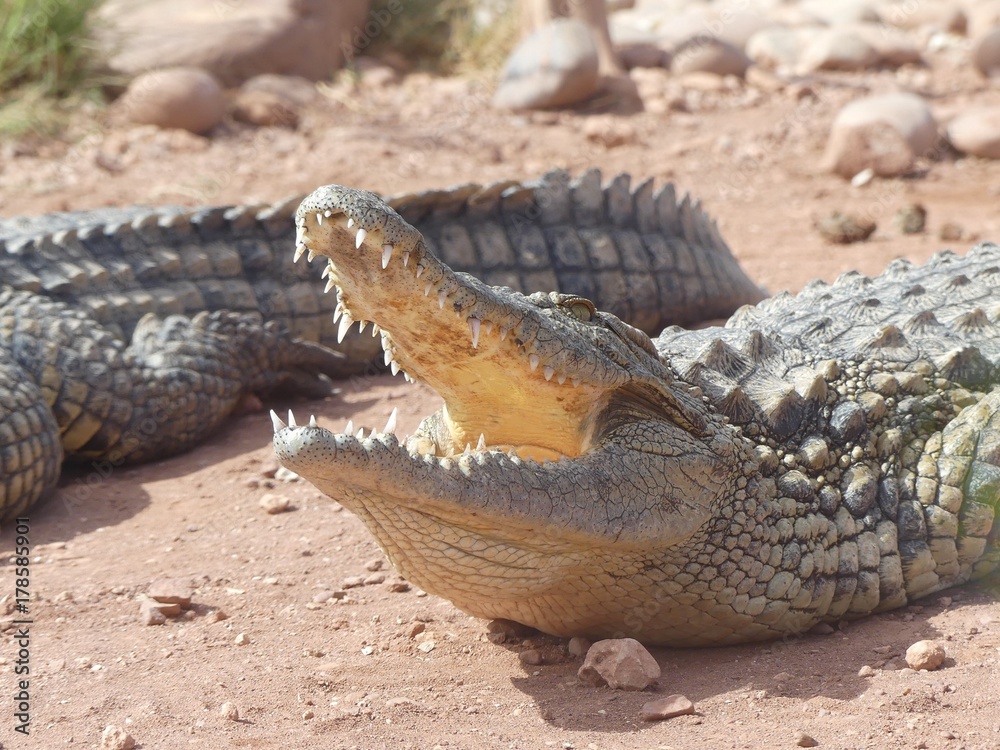 Fototapeta premium Crocodiles du Nil au Maroc