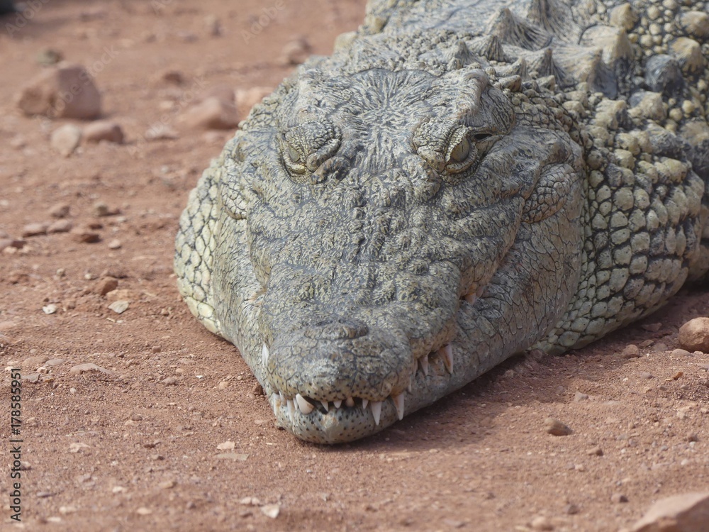 Crocodiles du Nil au Maroc Crocodiles du Nil au Maroc