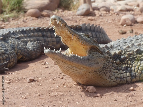 Crocodiles du Nil au Maroc