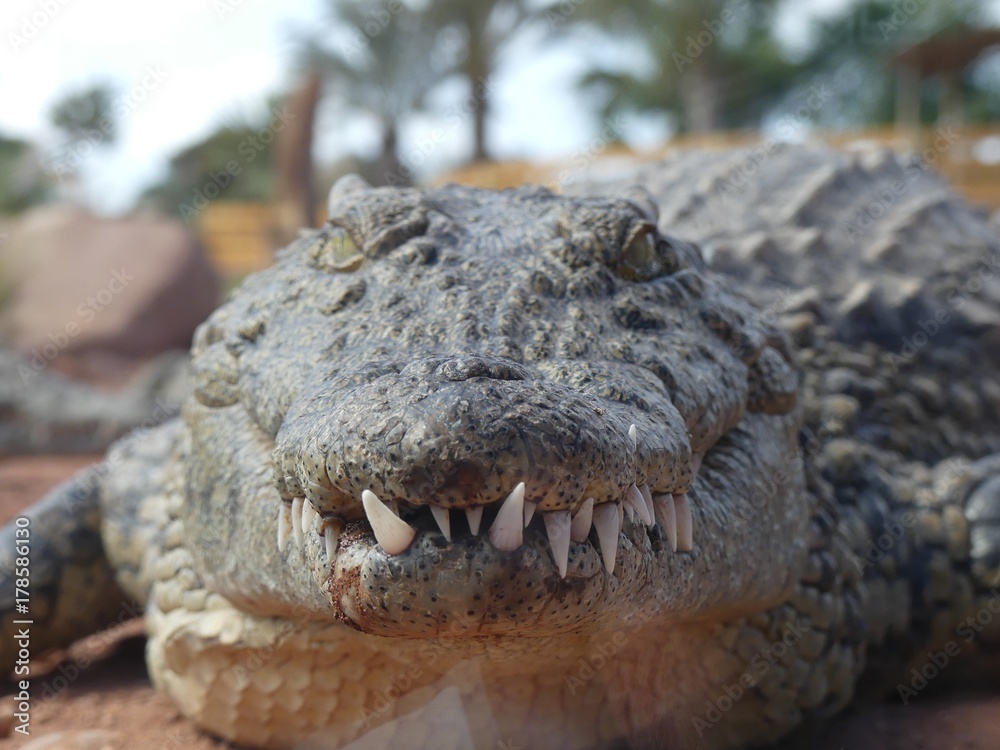 Obraz premium Crocodiles du Nil au Maroc