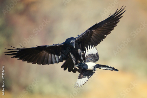 Raven (Corvus corax) attacks a magpie (pica pica) in flight © Tatiana