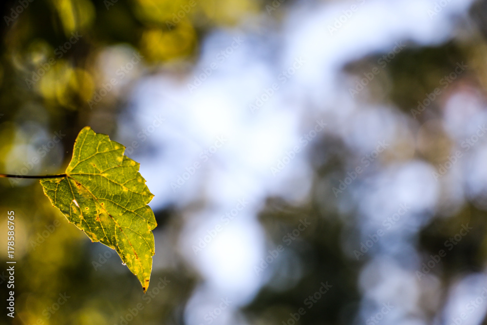 singel vine leaf background