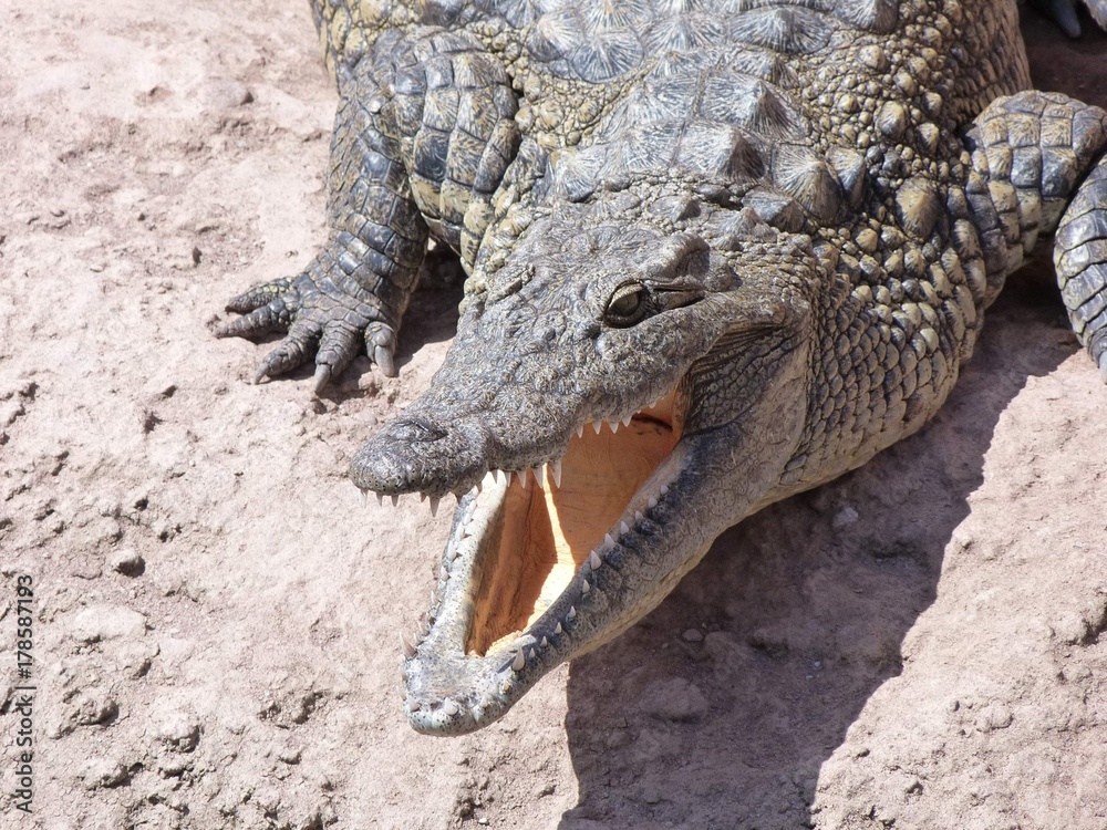 Obraz premium Crocodiles du Nil au maroc