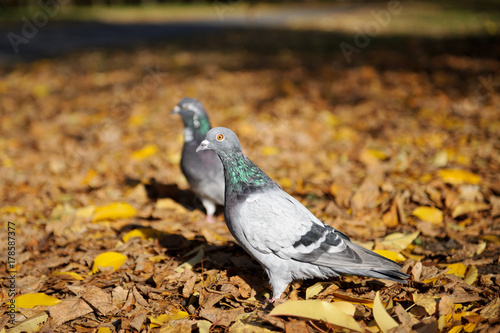 Pigeons in autumn park