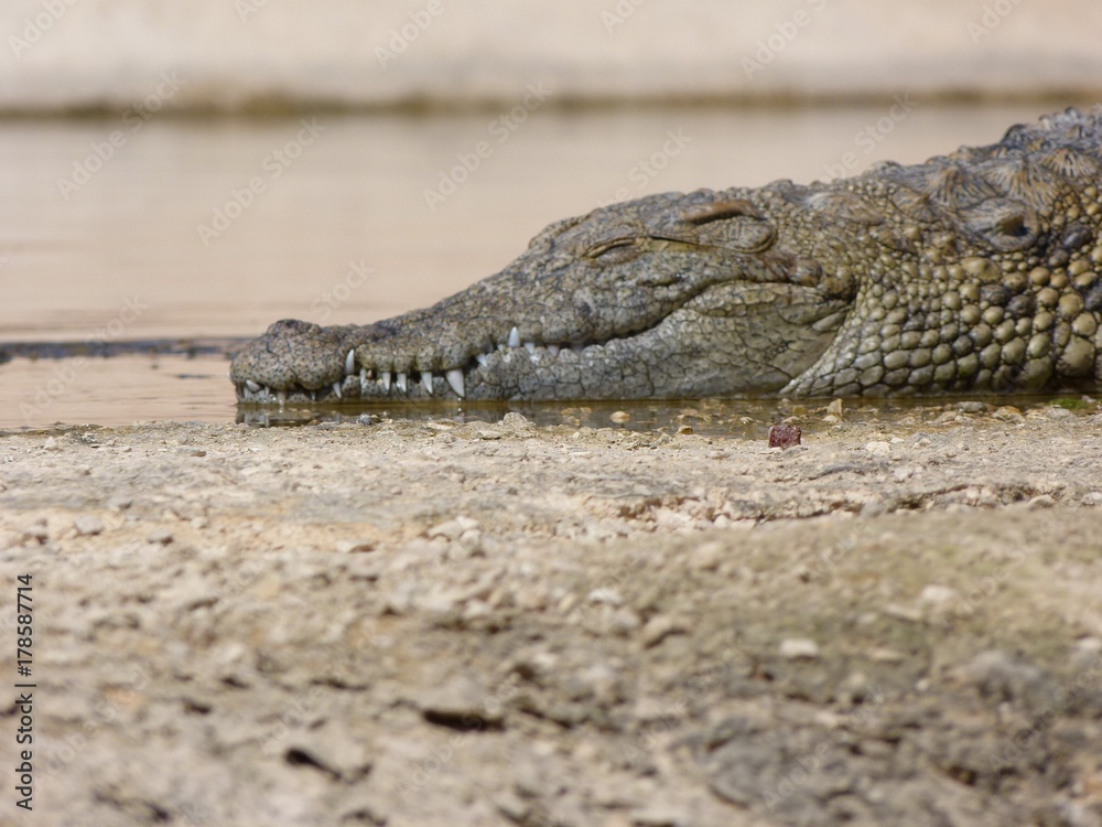 Fototapeta premium Crocodiles du Nil au maroc