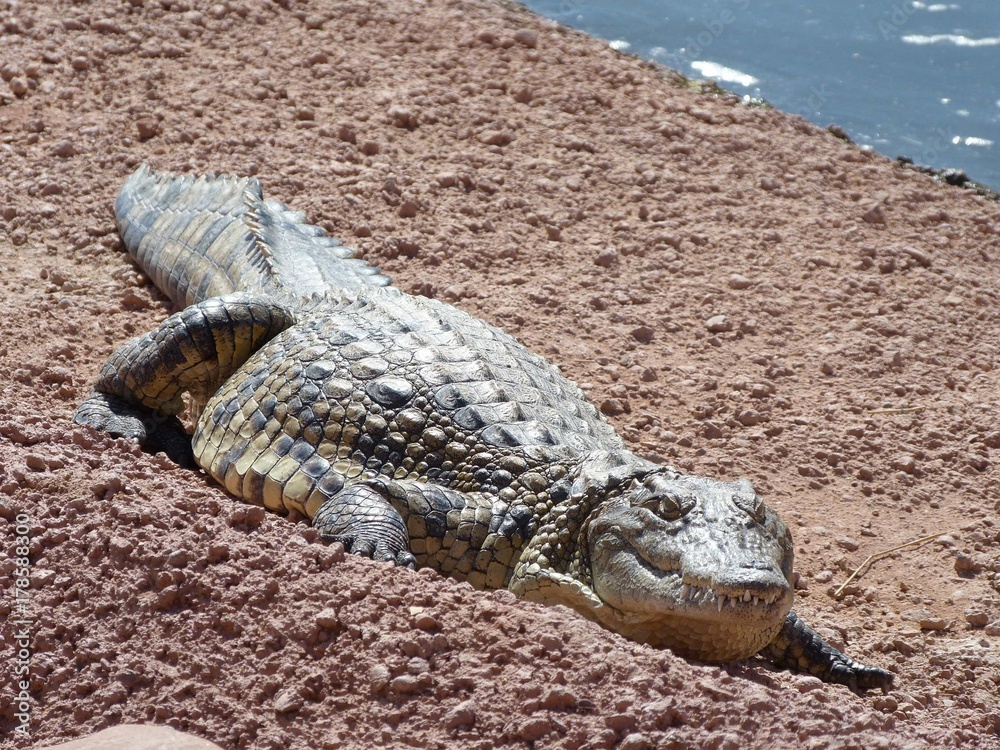 Fototapeta premium crocodiles du nil au Maroc