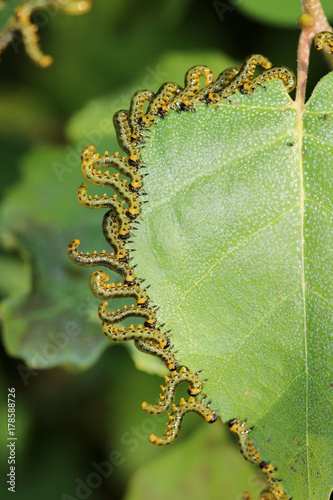 Craesus septentrionalis photo