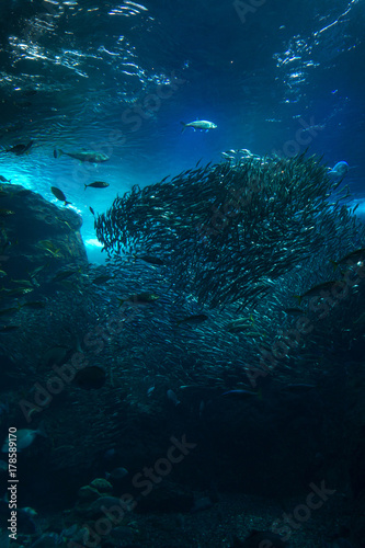 Wallpaper Mural 海底 イワシの群れ Torontodigital.ca