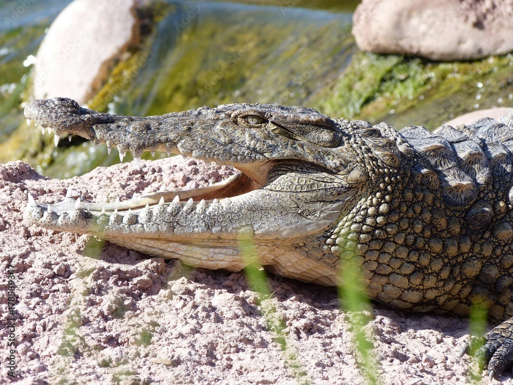 Fototapeta premium crocodiles du nil au Maroc