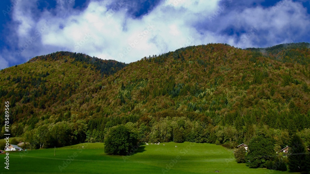 Forêt d'alpage automne 