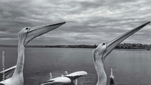 Deux pélicans noir et Blanc bord d'océan