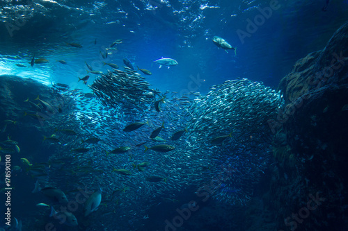 海底 イワシの群れ © xiaosan