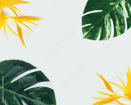 tropical plants on white background