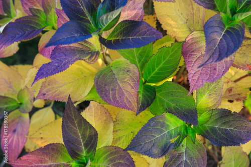 Leaves of a autumn hydrangea plant