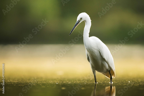 Egret in the lake