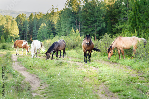 Horses grazing on the green meadow. Altai Republic. Russia