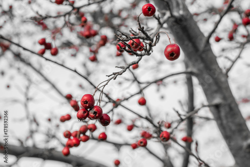 Red berries