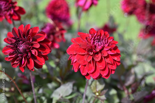 Fototapeta Naklejka Na Ścianę i Meble -  Dahlia rouge au jardin en été