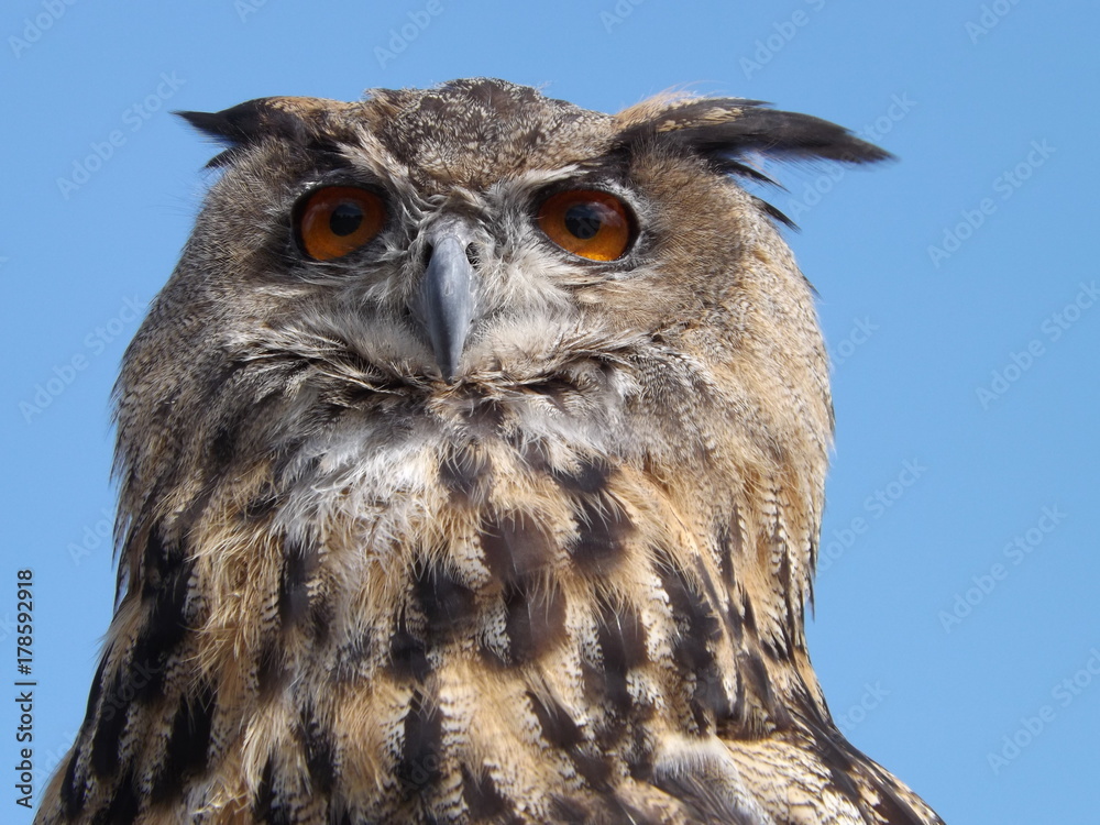 Obraz premium Owl