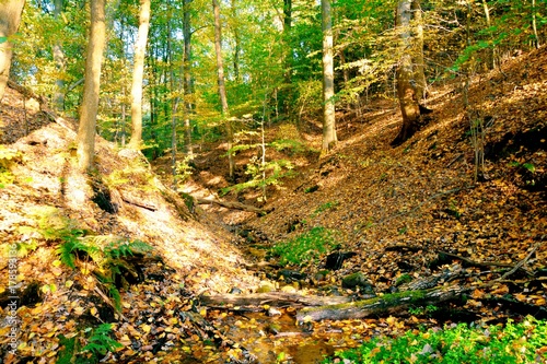 Herbst Wald - Herbstwald - ...