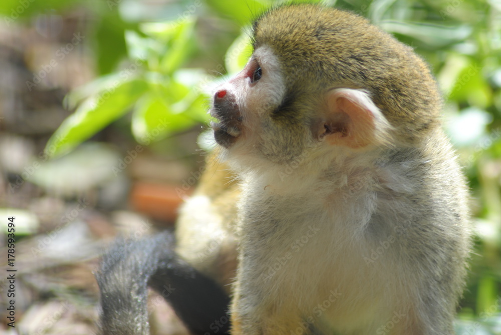 Obraz premium Cute Monkey