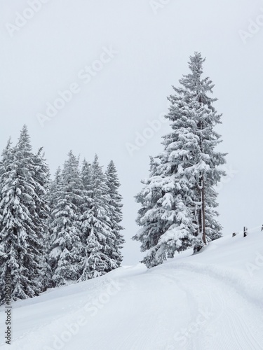 Dream like winter forest covered by new snow. © u.perreten