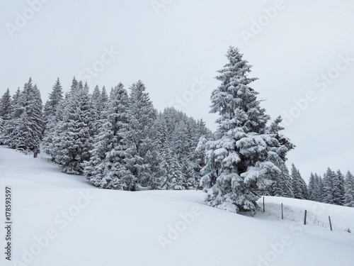 Fir forest after new snowfall. Winter scene.